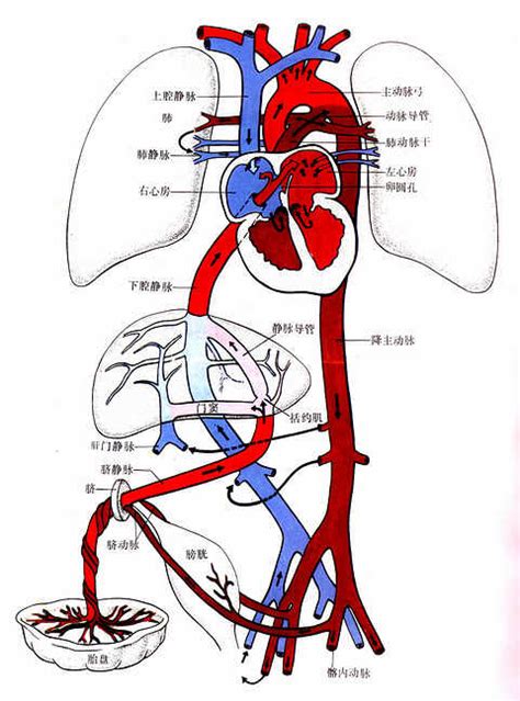 臍靜脈充氧血|胚胎學/胎兒血液循環和出生後血液循環的變化